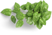 leaf-icon.png leaf-icon.png